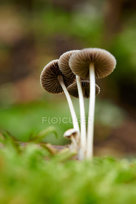 Vista da vicino di Beautiful Mushrooms in Forest — Foto stock