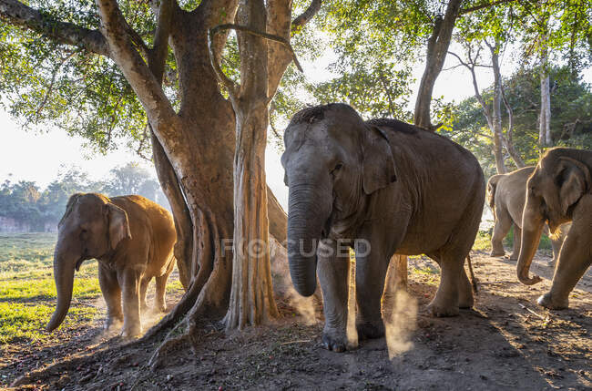 Слони на природі, подорожні місця на задньому плані. — стокове фото