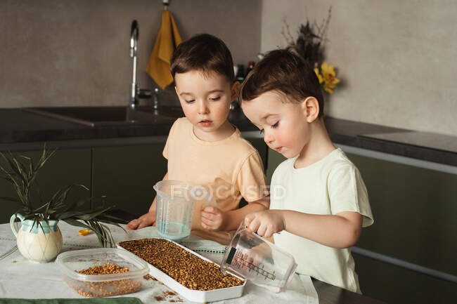 Hermanos gemelos ocupados plantando y regando semillas de trigo en casa - foto de stock