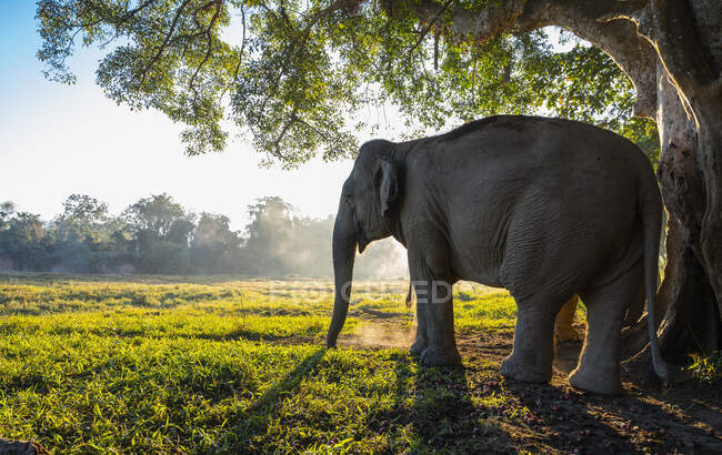 Hermoso elefante en el fondo de la naturaleza, lugar de viaje en el fondo - foto de stock