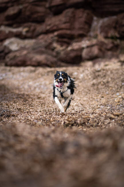Unfocused background, border collie with very long tongue — Stock Photo
