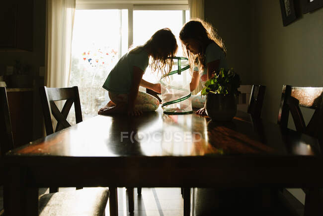 Sisters watching a caterpillar turn into a butterfly at homeschool — Stock Photo