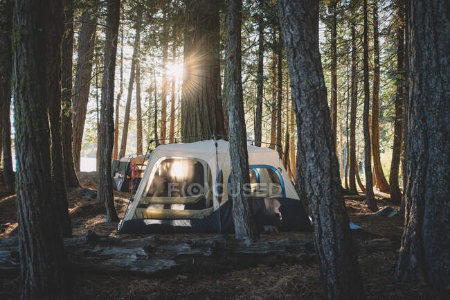 Tenda nella foresta sullo sfondo della natura — Foto stock