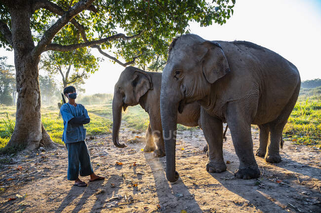 In piedi accanto all'elefante nel santuario degli animali nel triangolo d'oro — Foto stock