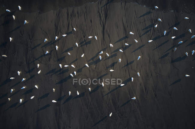 Вид зверху на дрон маленьких білих птахів у зграї, що харчуються на узбережжі океану — стокове фото