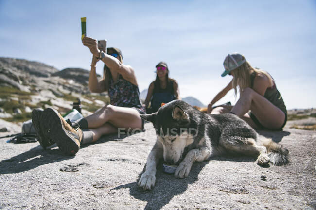 Husky siberiano comiendo comida enlatada mientras descansa por mujeres en la montaña - foto de stock