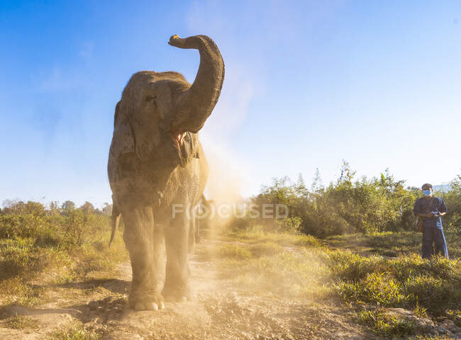 Elephant throwing up dirt at animal sanctuary in the golden triangle — Stock Photo