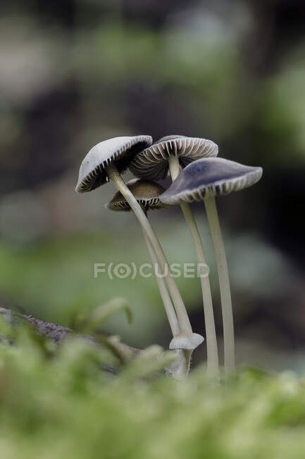 Close-up view of Beautiful Mushrooms in Forest — Stock Photo