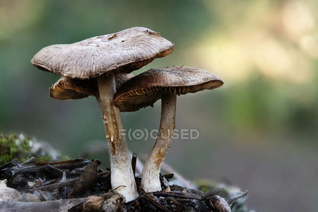 Vista de perto de belos cogumelos na floresta — Fotografia de Stock