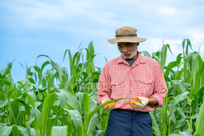 Farmer inspecting corn in corn field. — Stock Photo