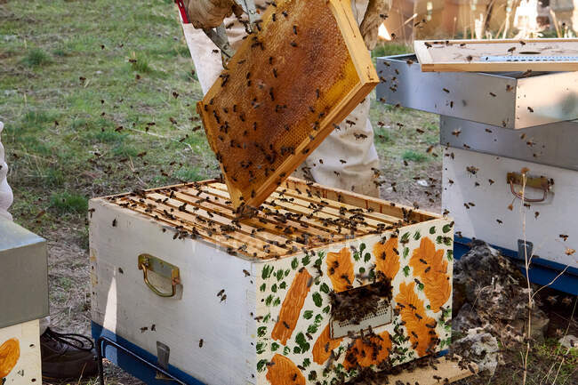 Nahaufnahme eines Bienenstocks in einer Holzkiste — Stockfoto