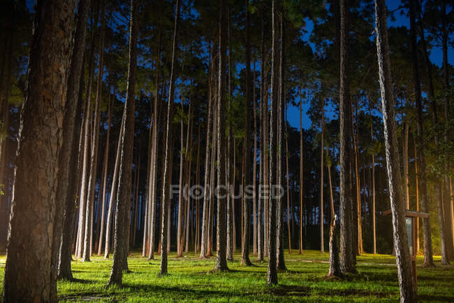 Tall Log Pines in Florida State Park — Stock Photo
