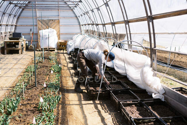 Young millennial woman tending to her tulips in her farm high tunnel — Stock Photo