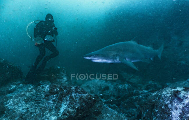 Encuentro cercano con tiburones nodriza en South West Rocks en Australia - foto de stock