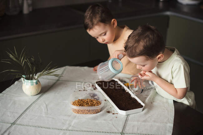 Мальчики-близнецы готовят почву для посадки зерна пшеницы для домашнего сада — стоковое фото