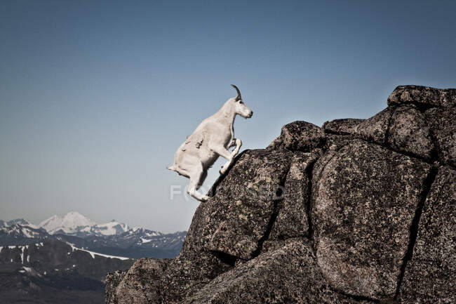 Wild goat is in mountains — Stock Photo