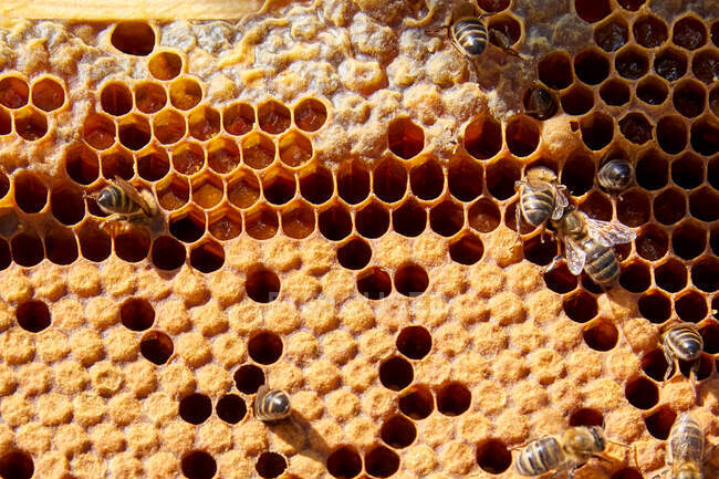 Nahaufnahme einer Biene bei der Arbeit an einer Wabe im Hintergrund — Stockfoto