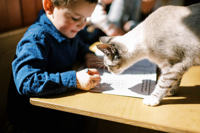 El niño y su gato haciendo deberes juntos en la mesa bajo el sol - foto de stock