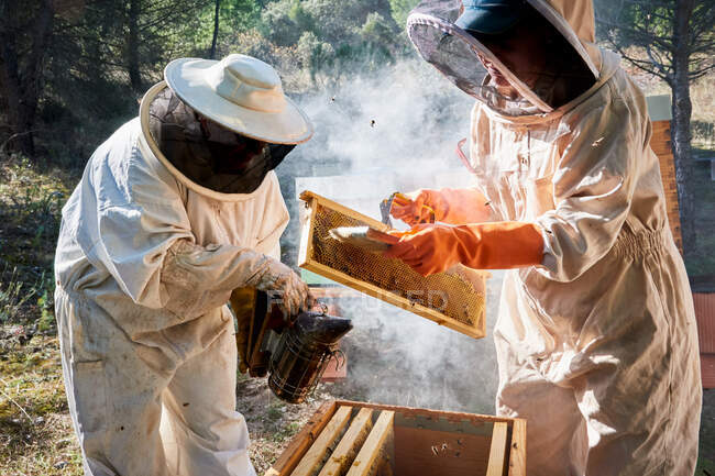Apiarista trabalhando com suas abelhas para alcançar mel doce — Fotografia de Stock