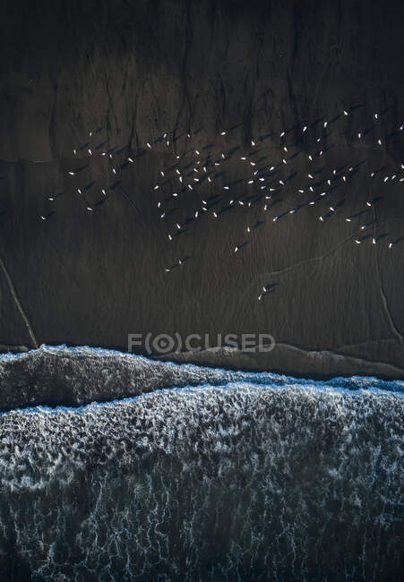 Drone view from height of powerful ocean waves running on sandy coast with flock of white birds — Stock Photo