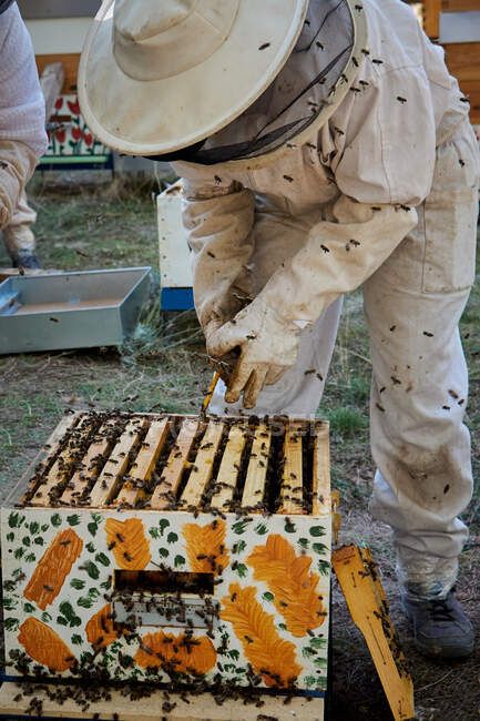 Beekeeper cutting honeycomb with honey and bee — Stock Photo