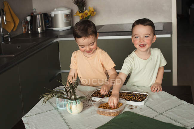 Fun planting activity with two boys for growing wheat sprouts at home — Stock Photo