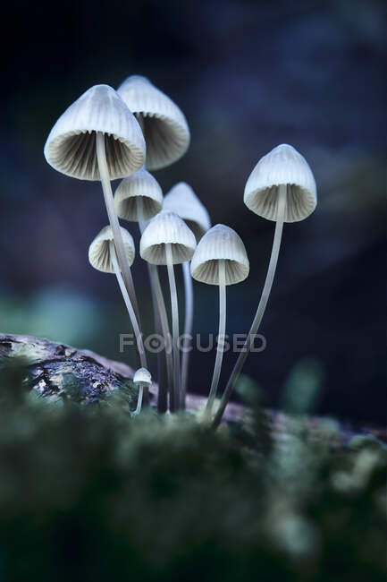 Vista da vicino di Beautiful Mushrooms in Forest — Foto stock