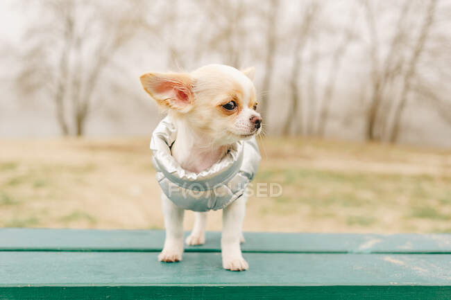 Retrato de un lindo chihuahua de pura raza. Chihuahua cachorro en el banco. chihuahua, perro, cachorro, - foto de stock