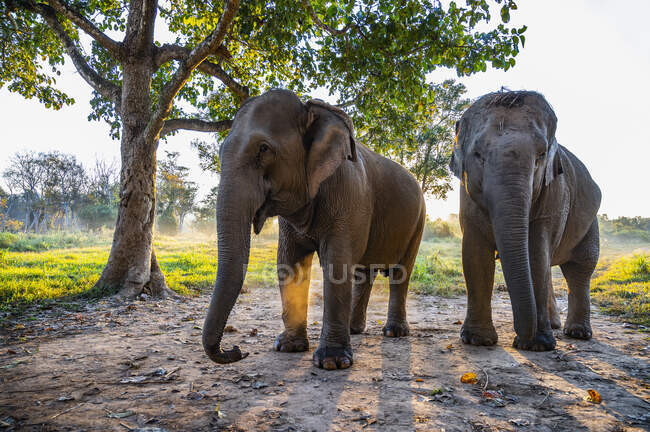 Elefanti sullo sfondo della natura, luogo di viaggio sullo sfondo — Foto stock