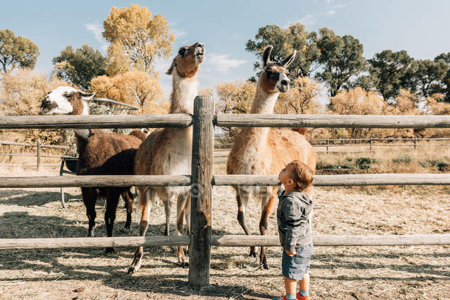 Toddler looking at llamas on a sunny day — Stock Photo