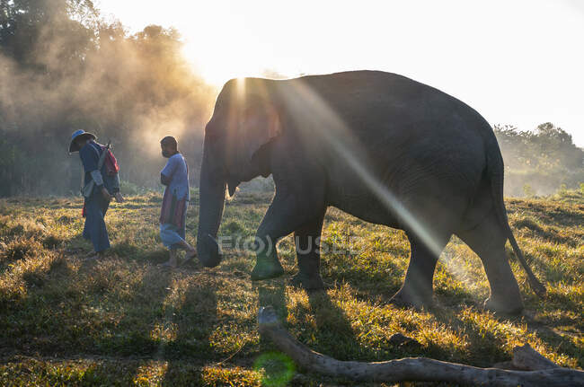 Caminando con elefantes en el santuario de animales en el triángulo dorado - foto de stock