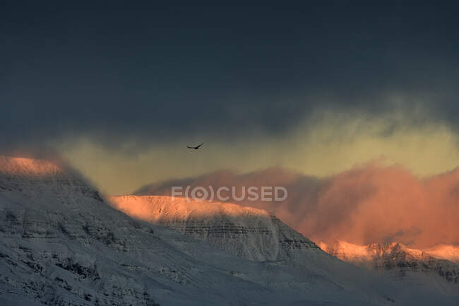 Oiseau lointain s'envole dans un ciel nuageux sur une chaîne de montagnes enneigée en hiver froid matin à la campagne — Photo de stock