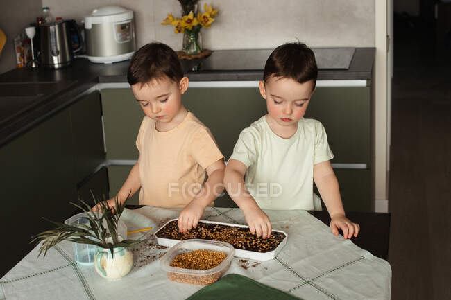 Deux jumeaux tout-petits jetant des graines de blé entier dans le sol humide du conteneur — Photo de stock