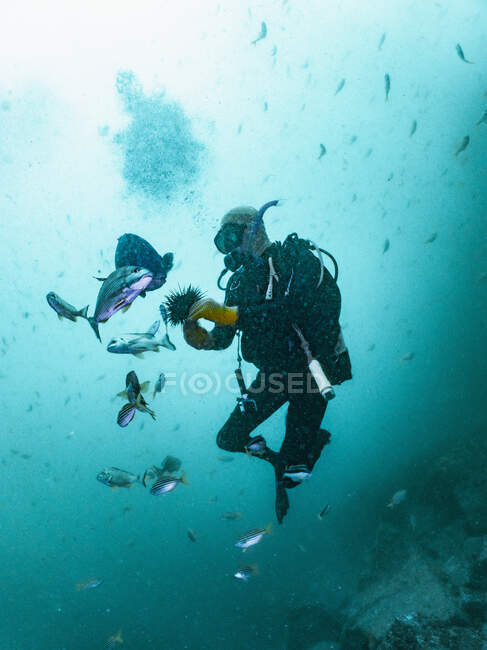 Diver feeding fish with sea urchin at South West Rocks — Stock Photo