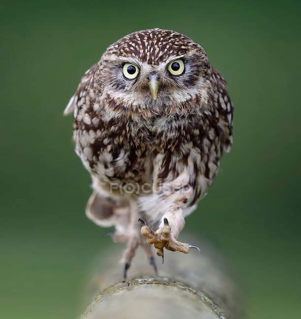Cute owl on natural background , close up — Stock Photo