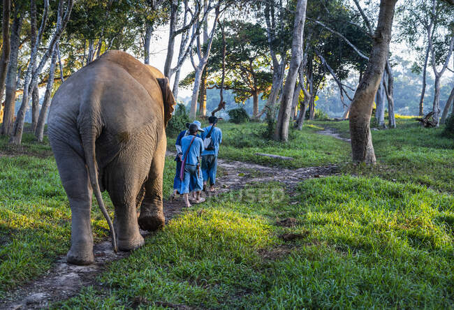Marchant avec des éléphants au sanctuaire animal dans le triangle d'or — Photo de stock