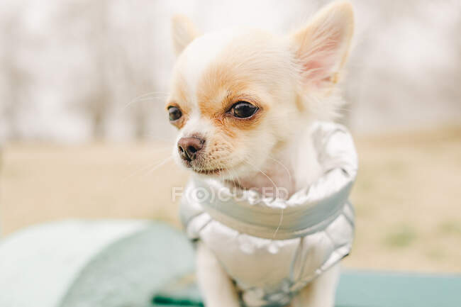Portrait of a cute purebred chihuahua. Chihuahua puppy on the bench. chihuahua, dog, puppy, — Stock Photo
