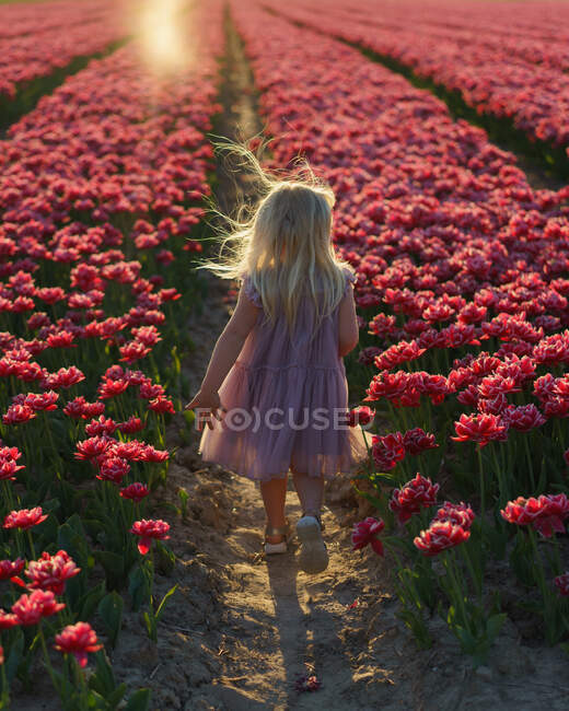 Little girl walking through the pink tulips field in spring. — Stock Photo