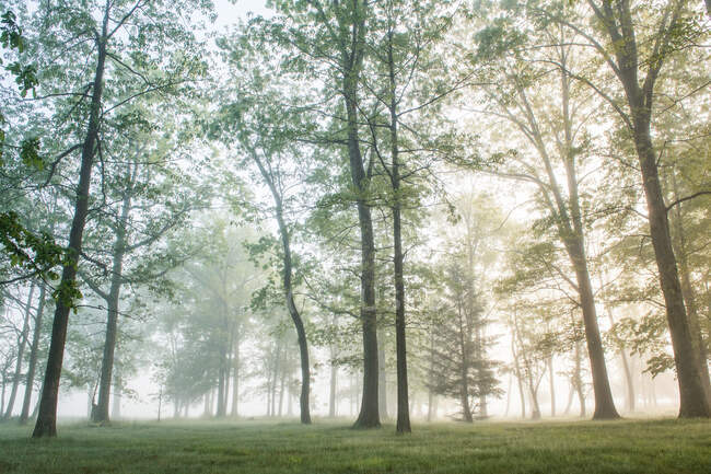 Luminosa foresta nebbiosa nell'alba idilliaca — Foto stock