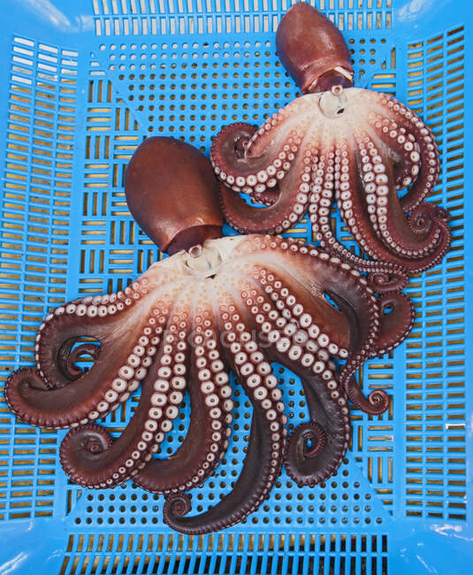 Octopus at produce market on background, close up — Stock Photo