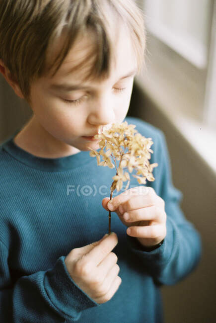 Menino segurando uma flor de hortênsia seca com as mãos — Fotografia de Stock