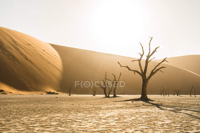 Wunderschöner Sand und Dünen in der Wüste vor Naturkulisse — Stockfoto