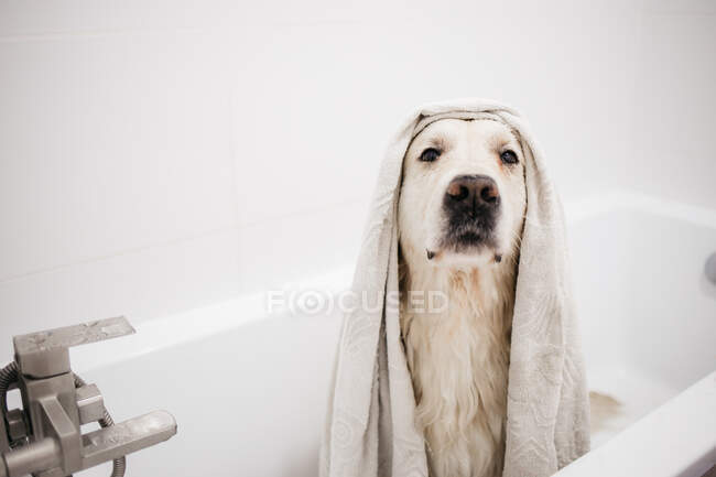 Banho do labrador amarelo retriever. — Fotografia de Stock