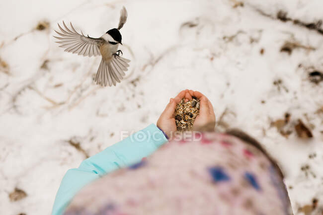 Young girl holding out bird seed for a chickadee in the winter — Stock Photo