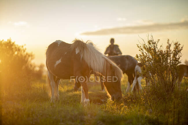 Couple hiking with wild ponies on Mount Rogers in Virginia. — Stock Photo