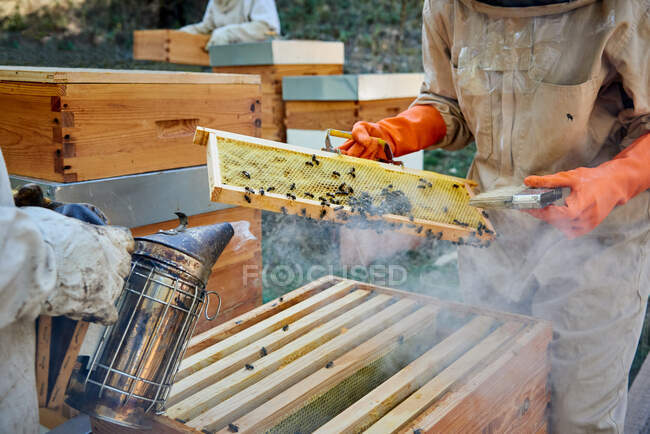 Apiarista trabalhando com suas abelhas para alcançar o mel doce — Fotografia de Stock