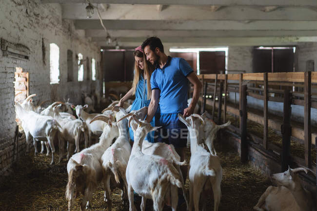 Paar füttert Ziegen auf dem Hof, Blick auf viele Ziegenköpfe, Landwirtschaft, — Stockfoto