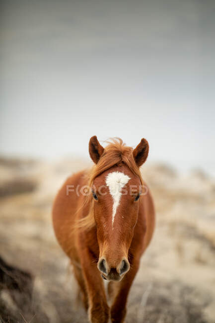Cavalos selvagens em Corolla, NC no fundo da natureza — Fotografia de Stock