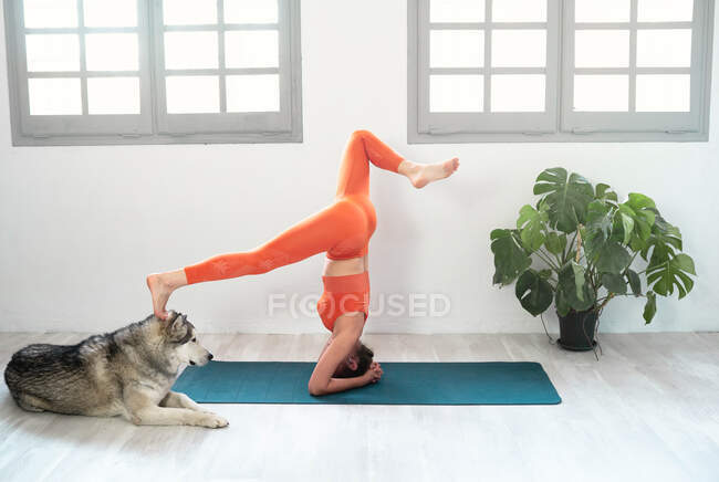 Giovane bella donna che pratica yoga con qui cane — Foto stock