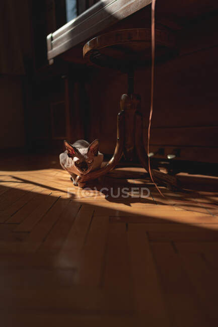 Mujer sentada en el suelo en la cocina - foto de stock